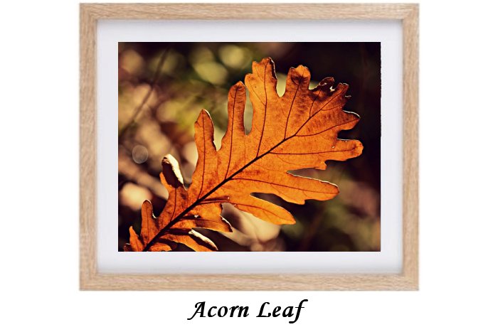 Acorn Leaf Framed Print